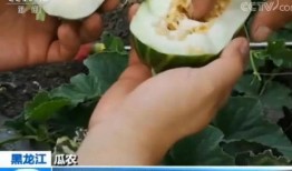 为什么吃瓜会腹泻,吃瓜腹泻背后的真相与预防措施