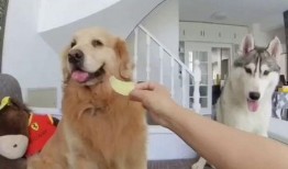 狗子队长吃瓜,揭秘娱乐圈背后的秘密