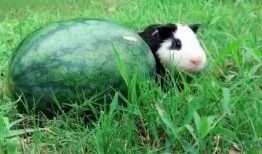 偷钻吃瓜,揭秘吃瓜群众的狂欢盛宴