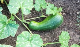 瓠瓜一瓜两吃的功效与禁忌,一瓜两吃，健康生活指南