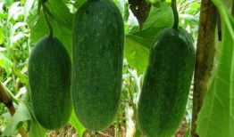 种瓜得吃瓜了,瓜农与瓜食者的和谐共生