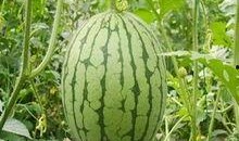 梦见抢了大瓜吃,揭秘梦中抢瓜的神秘寓意