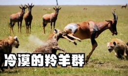 羊会吃瓜吗,揭秘羊儿对瓜果的喜爱之谜