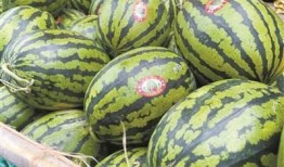 跳跳瓜怎么吃,跳跳瓜的多样食用指南