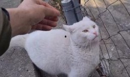 吃瓜小杨崽,揭秘娱乐圈幕后故事