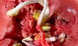 鸡瓜没毒怎么吃,轻松掌握健康美味烹饪法