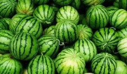 最新免贵吃瓜群,网络社交新趋势下的匿名狂欢