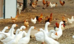 鹅吃角瓜蓝吗,探寻蓝天的奥秘