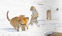 吃瓜萌虎,揭秘娱乐圈那些不为人知的幕后故事