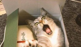 吃瓜萌虎,揭秘娱乐圈那些不为人知的幕后故事