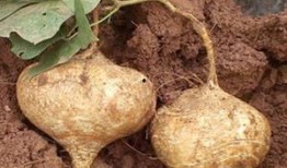 孕妇可以吃土瓜干吗,孕妇适宜食用土瓜干吗？