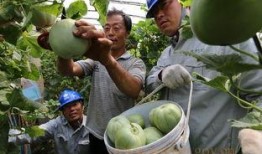 文安吃瓜原始视频,一场网络狂欢背后的真相