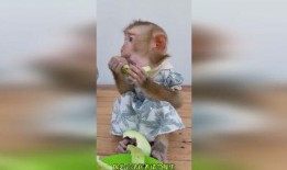 猴吃瓜搞笑视频