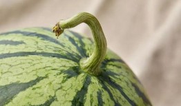 上海重点学校吃瓜,揭秘校园吃瓜背后的故事