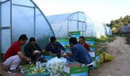 尉氏吃瓜群众,揭秘当地生活百态