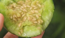 吃宝石瓜,大自然的馈赠，营养与美味的完美结合