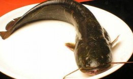 鲶鱼蹲坑带你吃瓜,揭秘网络红人带你吃瓜的幕后故事