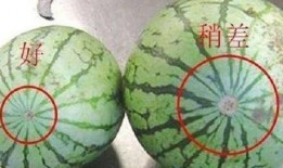 鸡王母吃瓜,鸡王母的瓜田奇遇记