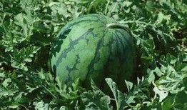 夏星夜吃瓜,揭秘娱乐圈背后的那些事儿