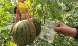 写纸条吃瓜,揭秘写纸条吃瓜的趣味生活