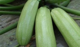 吃瓜有哪些益处,轻松享受健康生活