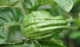 猴瓜是佛手瓜吗怎么吃,揭秘猴瓜的独特食用方法