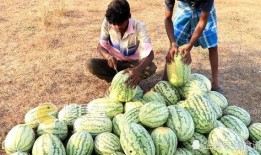 肥城哪里能摘瓜吃