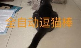 带你吃瓜智障猫