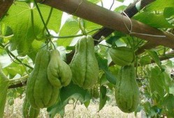 冬天佛手瓜怎么吃,多样吃法温暖你的冬天