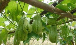 冬天佛手瓜怎么吃,多样吃法温暖你的冬天