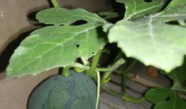 吃瓜的种子,揭秘吃瓜种子的神奇之旅