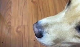 狗子队长吃瓜,揭秘娱乐圈背后的秘密