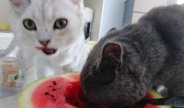 猫咪吃瓜姿势,萌态百出，揭秘猫咪的悠闲时光