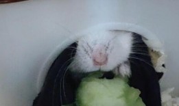 仓鼠吃瓜图片大全,仓鼠吃瓜图片大全集锦