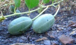 药瓜和吊瓜可以吃吗,探寻可食用植物的奥秘