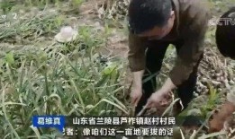 哈尔滨吃瓜老王视频