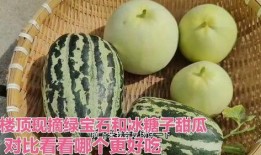 吃宝石瓜,大自然的馈赠，营养与美味的完美结合