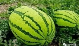 李梦涵吃瓜,揭秘娱乐圈幕后故事