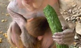 猴子吃瓜姐,一场欢乐的夏日食瓜盛宴