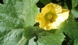 瓜叶怀孕可以吃,探寻植物界的神奇孕育之谜