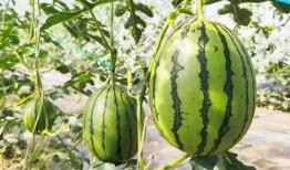 吃瓜甜莲,揭秘瓜果中的甜蜜诱惑