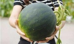 网上吃瓜的群都在哪