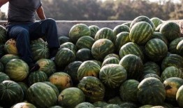 印南人吃瓜视频,一场视觉盛宴的瓜界狂欢