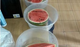 上海重点学校吃瓜,揭秘校园吃瓜背后的故事