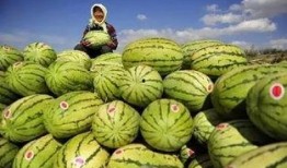 沙瓜怎麽吃,探索美味新境界