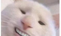 带你吃瓜智障猫