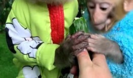 猴子吃瓜姐,一场欢乐的夏日食瓜盛宴