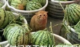 可以吃瓜的手机,揭秘那些让人欲罢不能的吃瓜神器