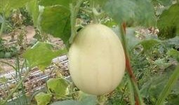 吃梨瓜嘴苦,探寻传统美食的独特魅力