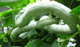 吃蛇瓜要削皮吃吗,是否需要削皮？